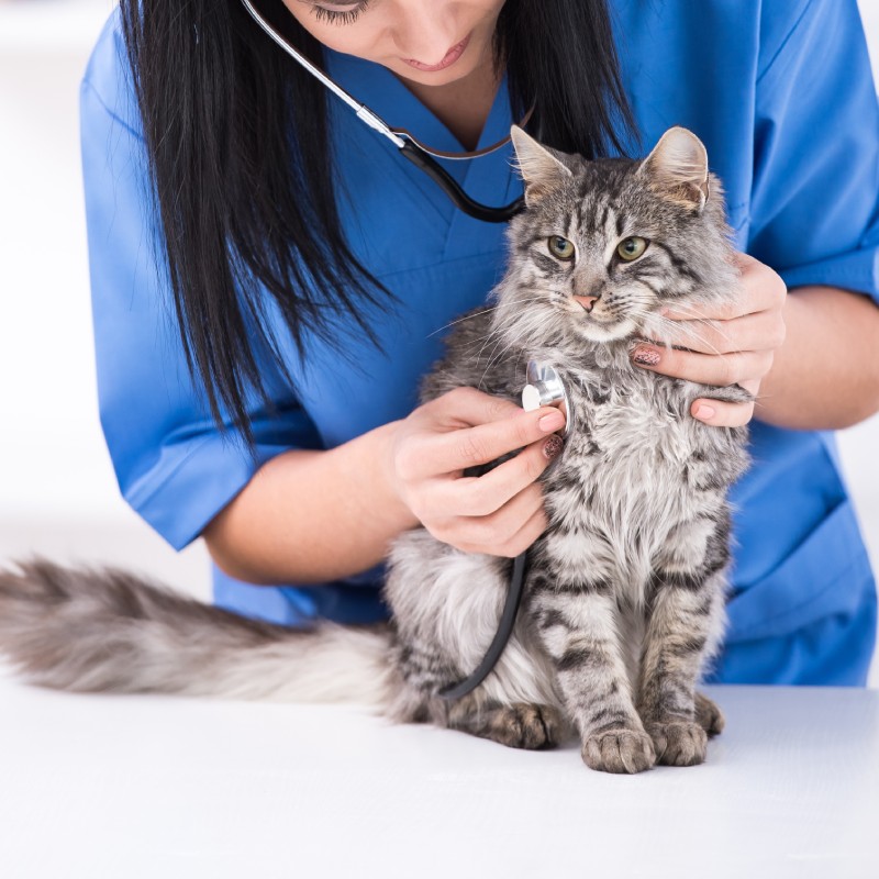 Cat Preventive care service image