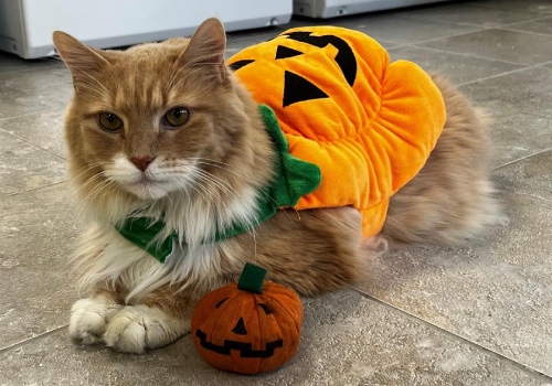 cat wearing pumpkin outfit