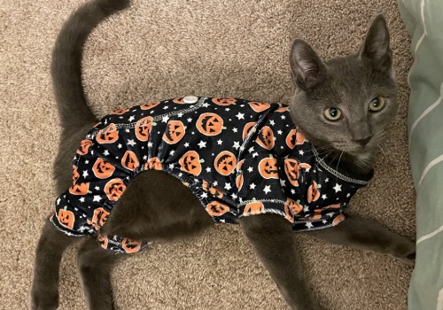 cat wearing halloween outfit