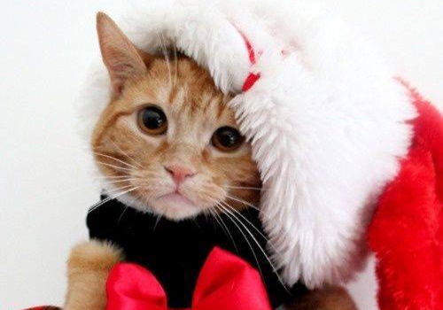 cat wearing santa hat