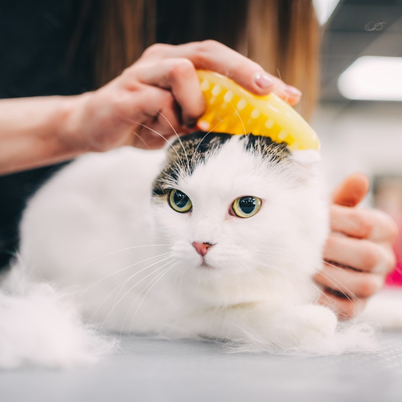 Grooming Service Image