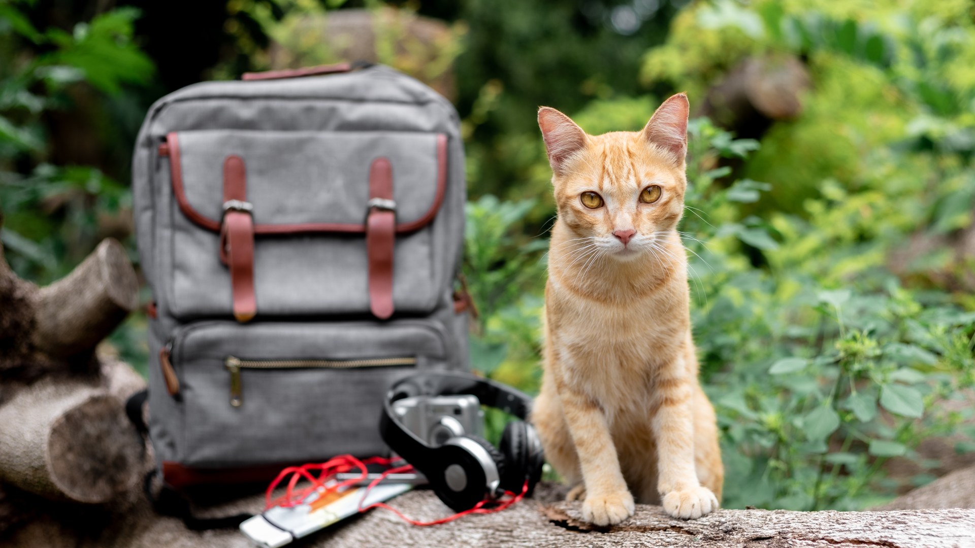 Cat International Travel | Just Cats Veterinary Hospital