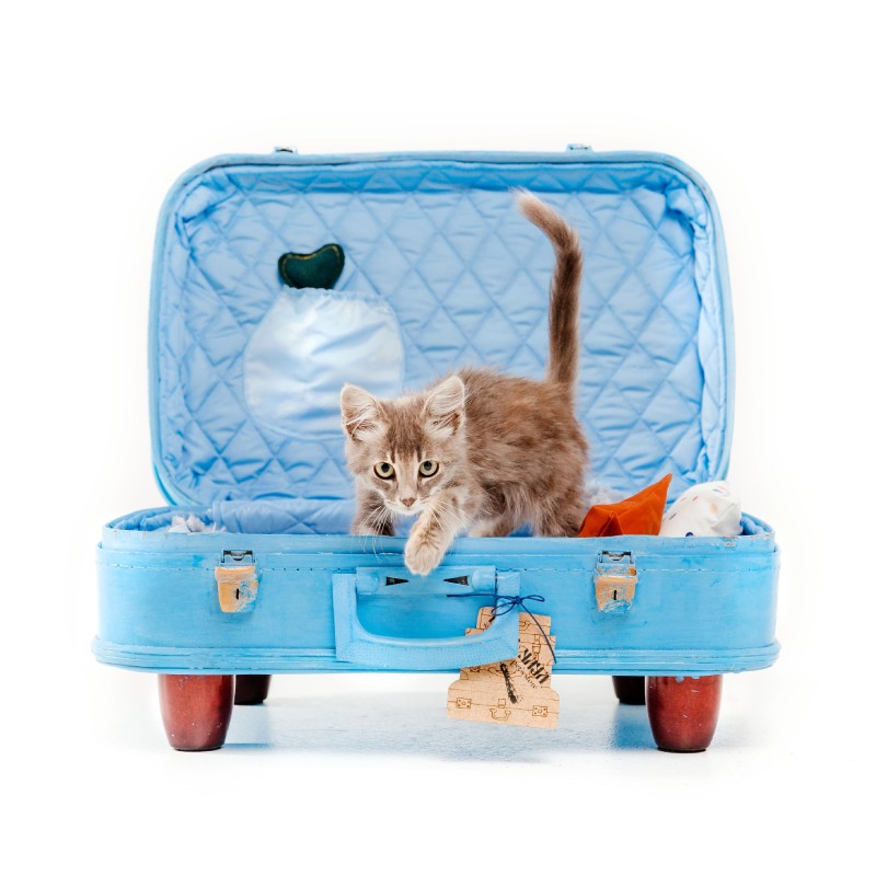 cat in suitcase