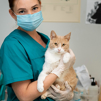 vet hold a cat