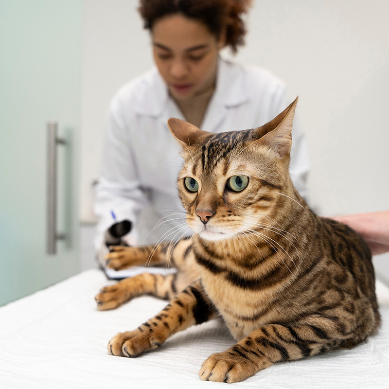 veterinarian helping cat